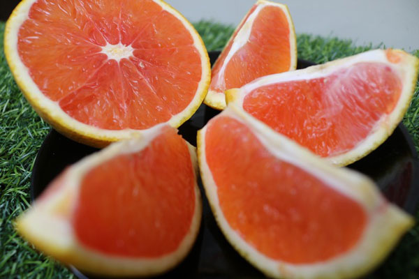 Cách trồng và chăm sóc cam cara ruột đỏ
