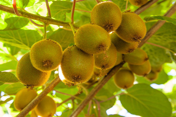 Cách trồng và chăm sóc cây kiwi sai quả
