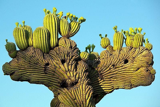 Các Sự Thật Thú Vị Cây Xương Rồng Saguaro Bạn Nên Biết